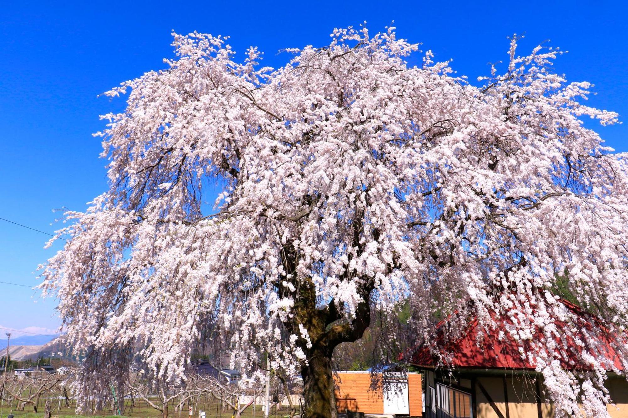 Fujiiso (Adults Only) Otel Takayama  Dış mekan fotoğraf